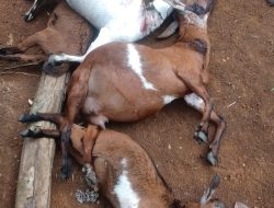 mengerikan delapan ekor kambing ternak milik seorang warga ditemukan sudah dalam kondisi tewas mengenaskan